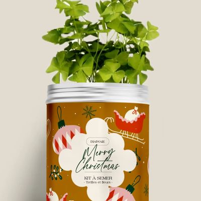 Décorations florales - Kit à semer - Merry Christmas - DIAIWAIE