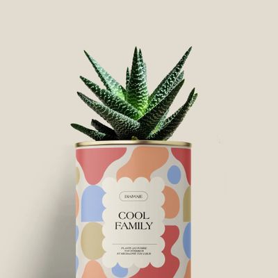 Cadeaux - Cool family - Mini Aloé - DIAIWAIE