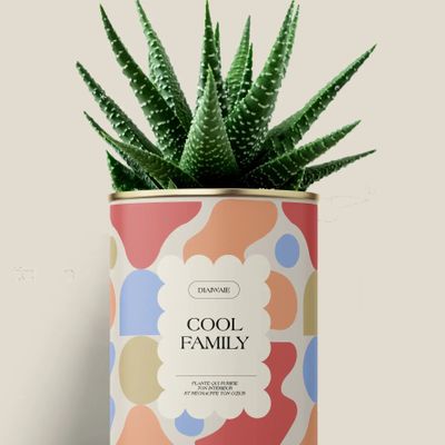 Gifts - Cool family - Maxi aloé - DIAIWAIE