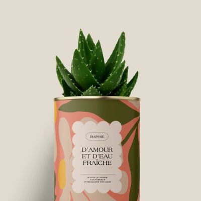 Gifts - D'amour et d'eau fraîche - Mini Aloé - DIAIWAIE
