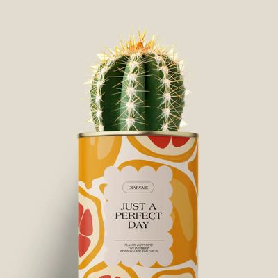 Cadeaux - Juste a perfect day - Mini Cactus - DIAIWAIE