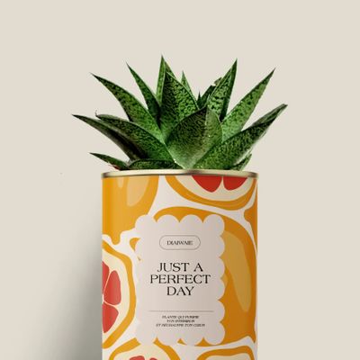 Gifts - Juste a perfect day - Mini Aloé - DIAIWAIE