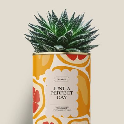 Gifts - Juste a perfect day - Maxi aloé - DIAIWAIE