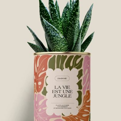 Gifts - La vie est une jungle - Maxi Aloé - DIAIWAIE
