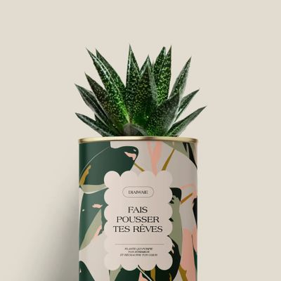 Gifts - Fais pousser tes rêves - Mini Aloé - DIAIWAIE