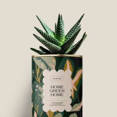 Gifts - Home Green Home - Mini Aloé - DIAIWAIE