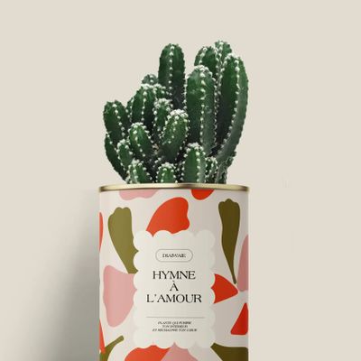 Cadeaux - Hymne à l'amour - Mini Cactus - DIAIWAIE