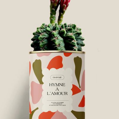 Gifts - Hymne à l'amour - Maxi Cactus - DIAIWAIE