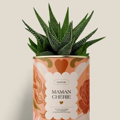 Gifts - Maman Chérie - Mini Aloé - DIAIWAIE