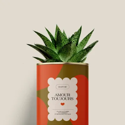 Cadeaux - Amour toujours - Mini Aloé - DIAIWAIE