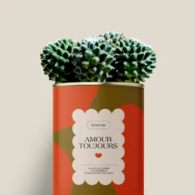 Cadeaux - Amour toujours - Maxi Cactus - DIAIWAIE