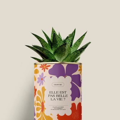 Cadeaux - Elle est pas belle la vie ? - Mini Aloé - DIAIWAIE