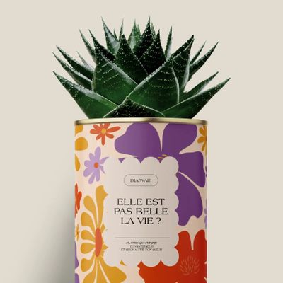 Gifts - Elle est pas belle la vie ? - Maxi Aloé - DIAIWAIE
