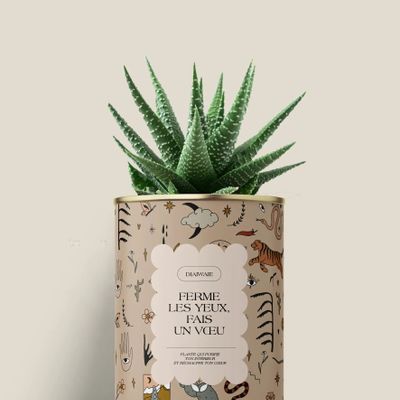 Gifts - Ferme les yeux, fais un vœu - Mini Aloé - DIAIWAIE
