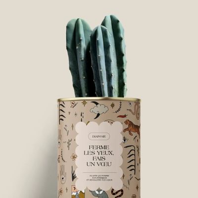Cadeaux - Ferme les yeux, fais un vœu - Mini Cactus - DIAIWAIE