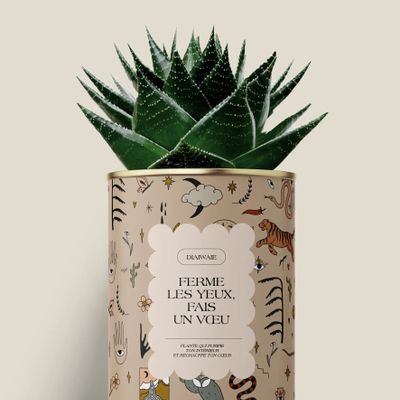 Gifts - Ferme les yeux, fais un vœu - Maxi Aloé - DIAIWAIE