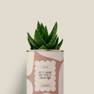 Cadeaux - Je t'aime de tout mon coeur - Mini Aloé - DIAIWAIE