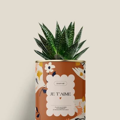 Gifts - Je t'aime - Mini Aloé - DIAIWAIE