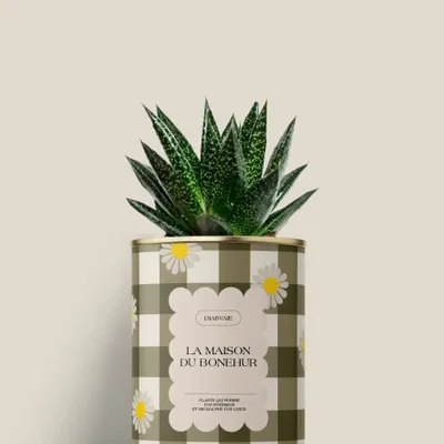 Cadeaux - La maison du bohneur - Mini Aloé - DIAIWAIE