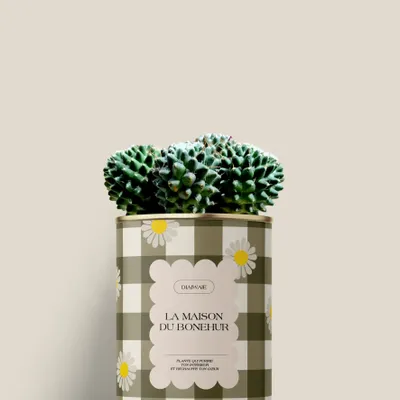 Cadeaux - La maison du bohneur - Mini Cactus - DIAIWAIE
