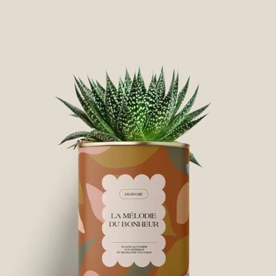 Cadeaux - La mélodie du bohneur - Mini Aloé - DIAIWAIE