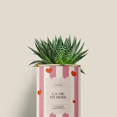 Cadeaux - La vie en rose - Mini aloé - DIAIWAIE