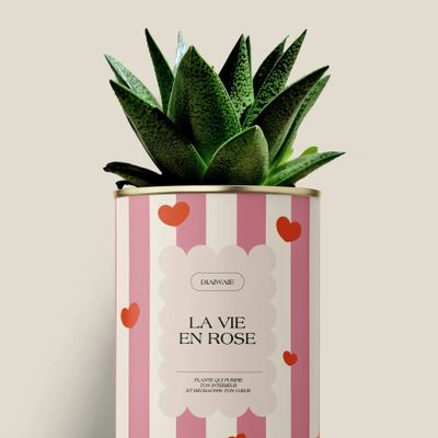 Cadeaux - La vie en rose - Maxi Aloé - DIAIWAIE