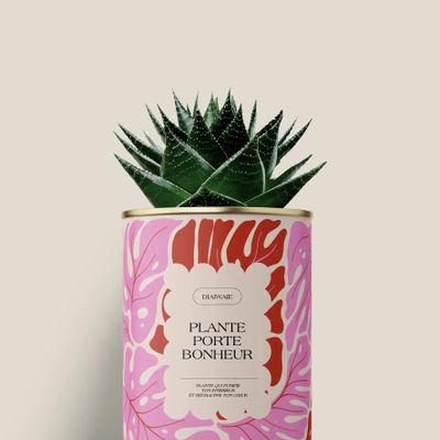 Gifts - Plante porte bonheur - Mini Aloé - DIAIWAIE