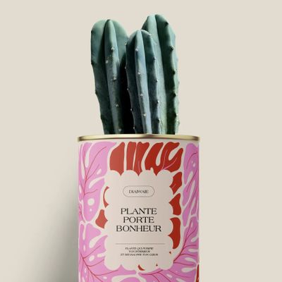 Cadeaux - Plante porte bonheur - Mini Cactus - DIAIWAIE