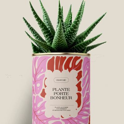 Gifts - Plante porte bonheur - Maxi Aloé - DIAIWAIE