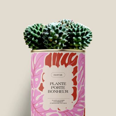 Gifts - Plante porte bonheur - Maxi Cactus - DIAIWAIE