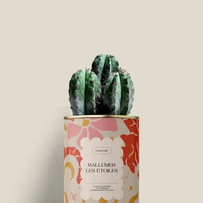 Cadeaux - Rallumer les étoiles - Mini Cactus - DIAIWAIE