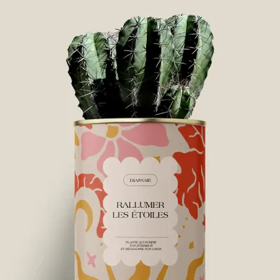 Cadeaux - Rallumer les étoiles - Maxi Cactus - DIAIWAIE