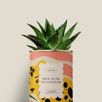 Gifts - Rêve ta vie en couleurs - Mini Aloé - DIAIWAIE