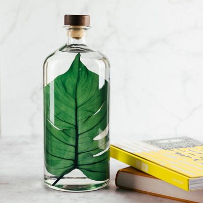 Gifts - Theophile's Herbarium — Monstera XL - Plant immersed in a bottle - THEOPHILE BERTHON