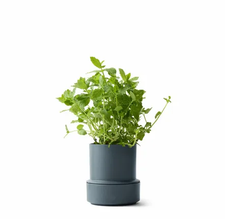 Spices - BILLUND self-watering pots - CRUSHGRIND® DENMARK