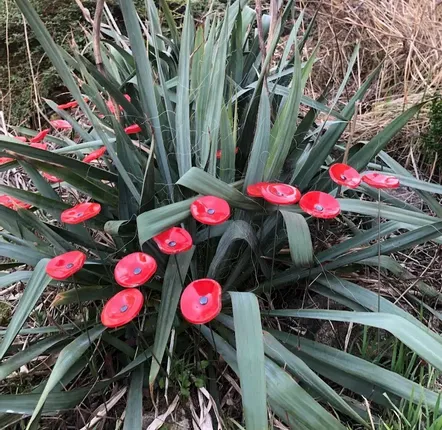 Accessoires de jardinage - Petite fleur ronde en verre de couleur rouge - CARNEOL GLASS