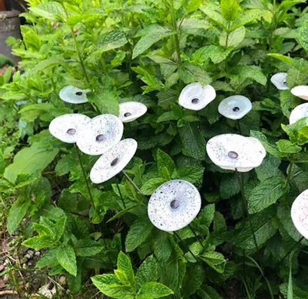 Accessoires de jardinage - Petite fleur en verre pour l'extérieur en blanc-noir - CARNEOL GLASS