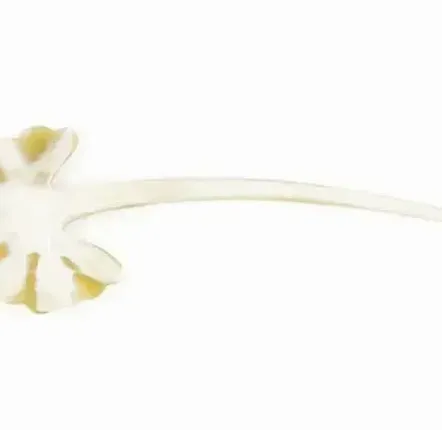 Barrettes - Gingko hairpin in plain black horn - L INDOCHINEUR X RIVÊT