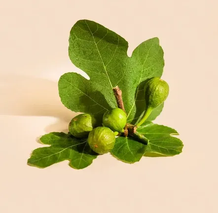 Scents - Fig Leaf room spray - 100ml - TANDEM FRAGRANCES