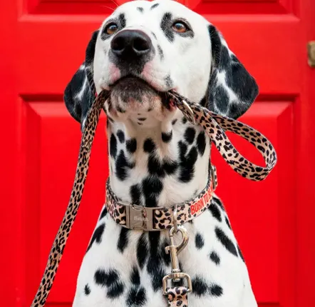 Tapis sur-mesure - ACCESSOIRES POUR ANIMAUX DE COMPAGNIE - FISURA