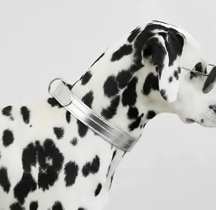 Cadeaux - Collier Churchill. - Collier pour chien - Argenté - BY CHURCHILL.®