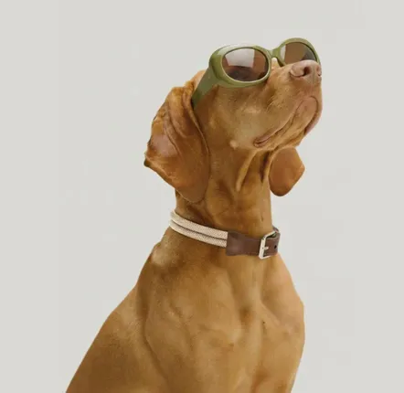 Cadeaux - COLLIER ROSA. - Collier pour chien - Blanc crème - BY CHURCHILL.®