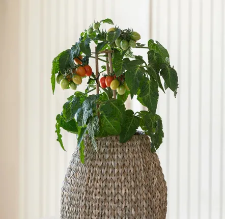 Objets de décoration - Basket Sidi - GOMMAIRE