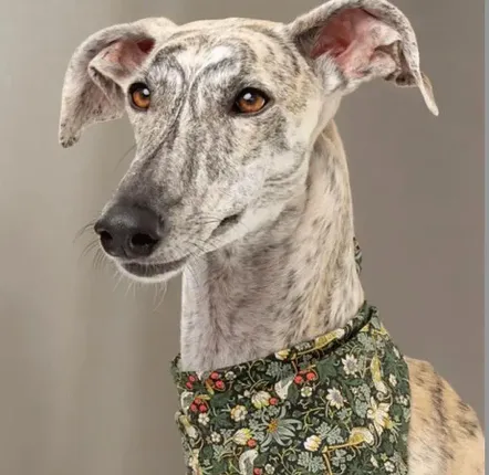 Accessoires animaux - Bandana Strawberry Thief - CLOUD 7