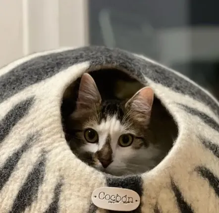 Tapis - Cocon pour chat et chien en laine feutrée fait main. - COCOON PARIS