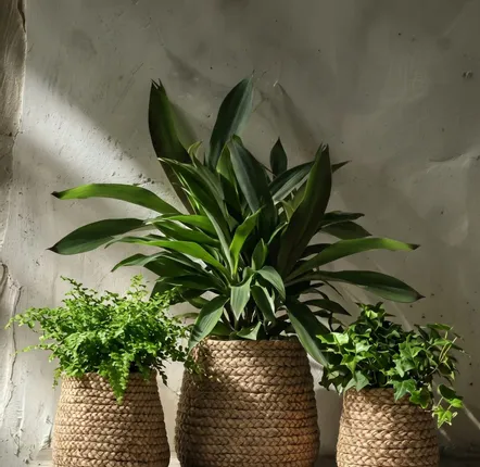 Flower pots - The Fake Braided Planter - Natural - S - BAZAR BIZAR LIVING