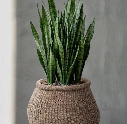 Flower pots - The Faux-Puff Planter - Brown - L - BAZAR BIZAR LIVING