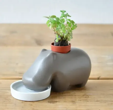 Cadeaux - Hippoplant - NOTED