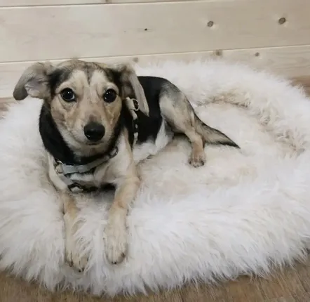 Objets de décoration - Lit Mérinos en peau de mouton pour chiens et chats — B2B - PROVELLUS SHEEPSKIN PRODUCER